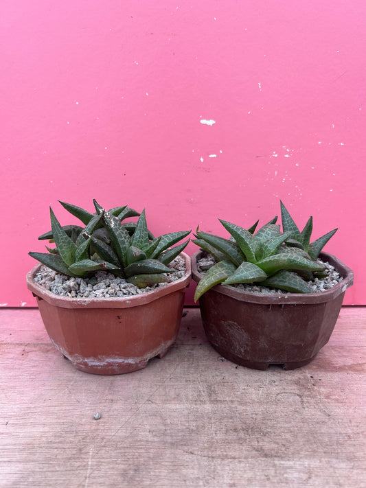 Haworthia venosa (1150)