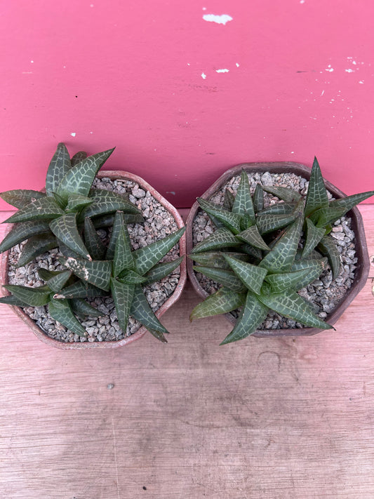 Haworthia venosa (1150)