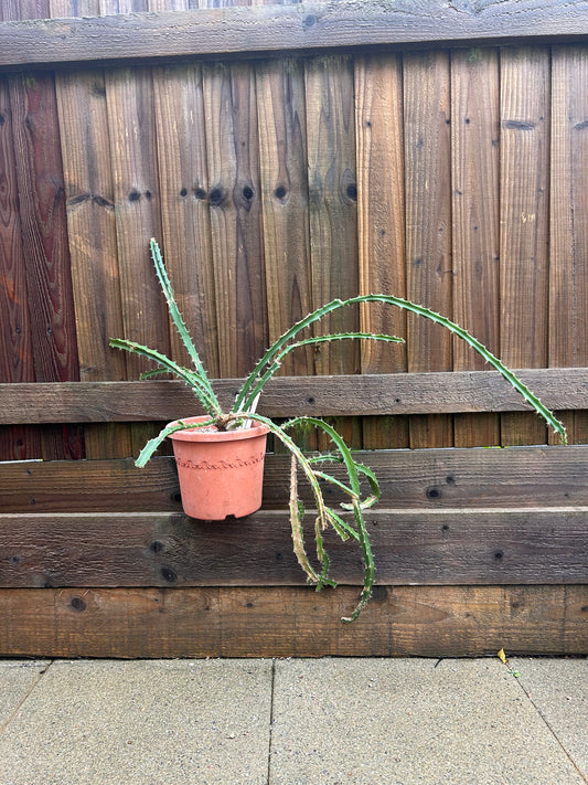Disocactus cinnabarinus (1171)