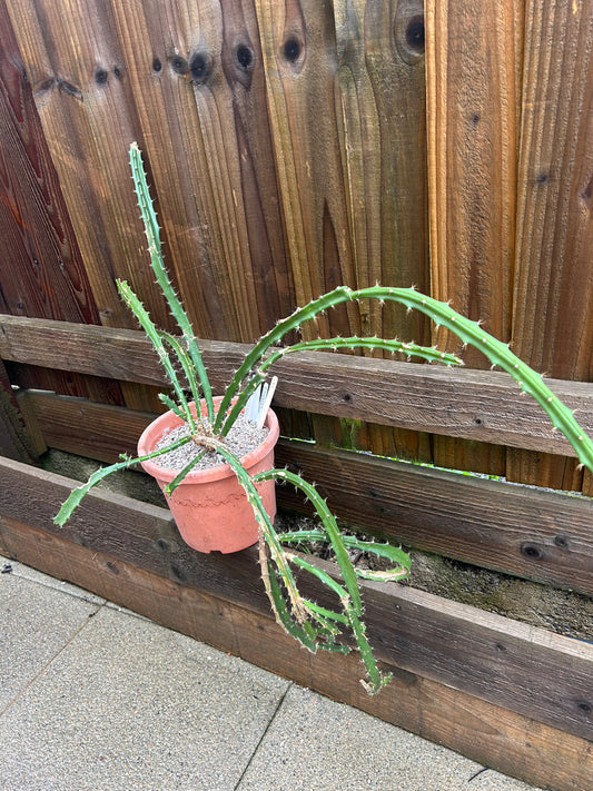 Disocactus cinnabarinus (1171)