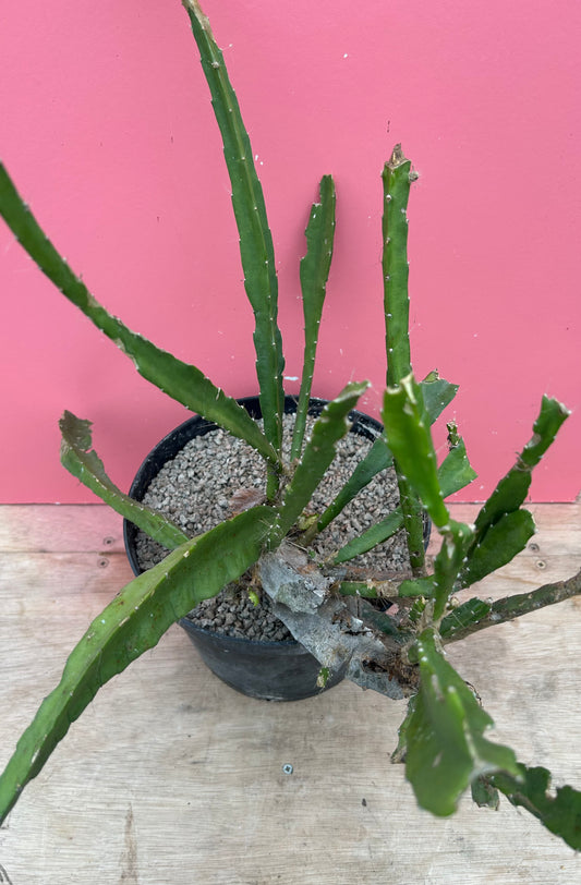 Epiphyllum ackermanii (1173)