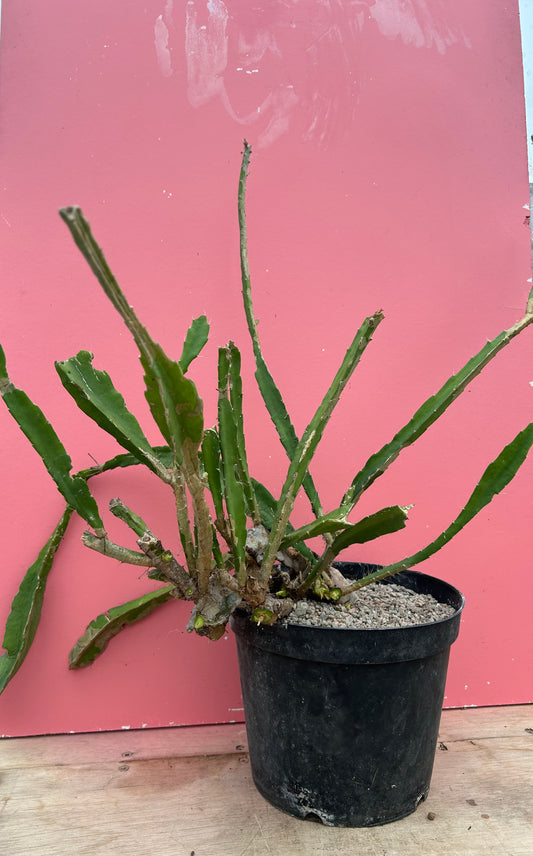 Epiphyllum ackermanii (1173)