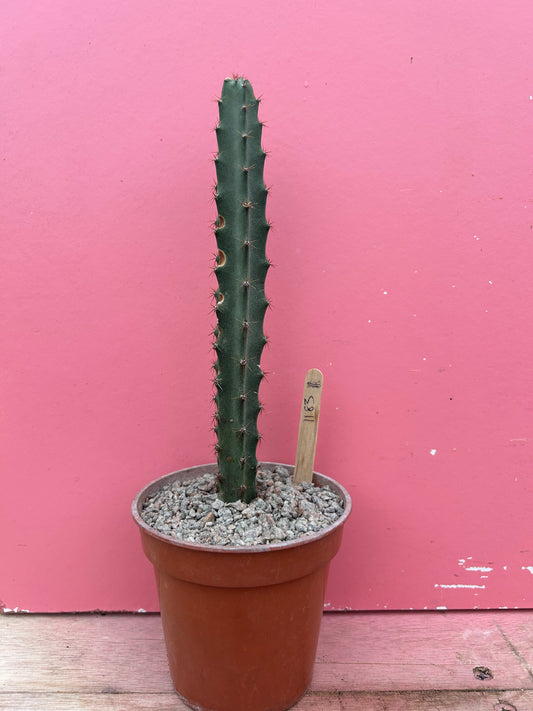 Peniocereus cuixmalensis (1183)