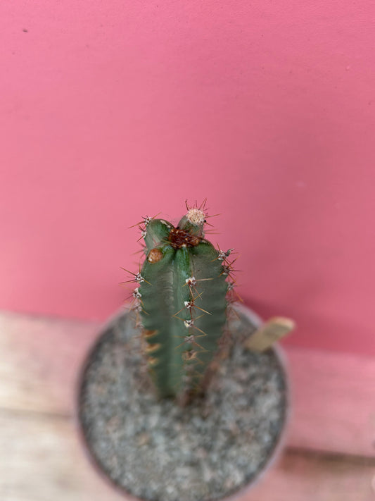 Peniocereus cuixmalensis (1183)