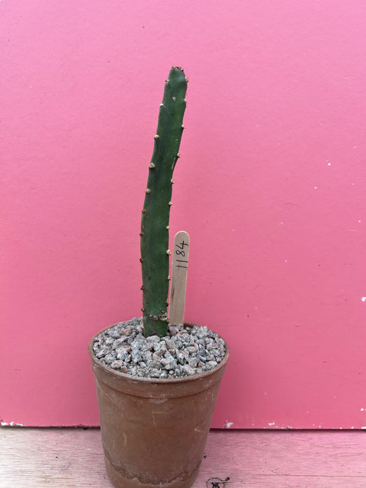 Peniocereus cuixmalensis (1184)