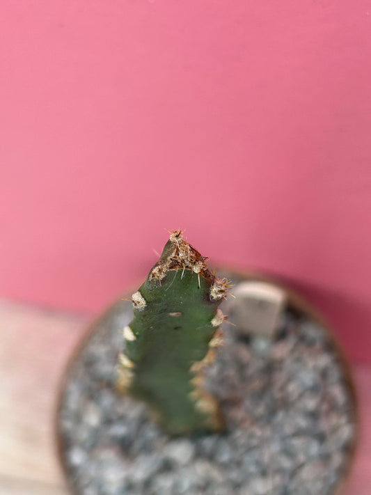 Peniocereus cuixmalensis (1184)
