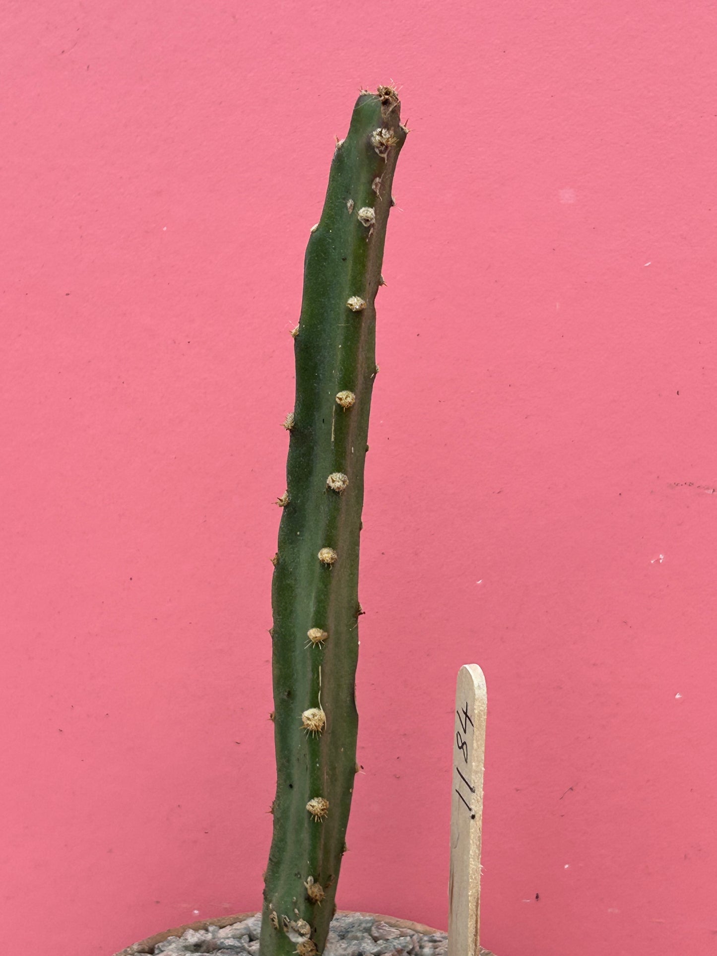 Peniocereus cuixmalensis (1184)