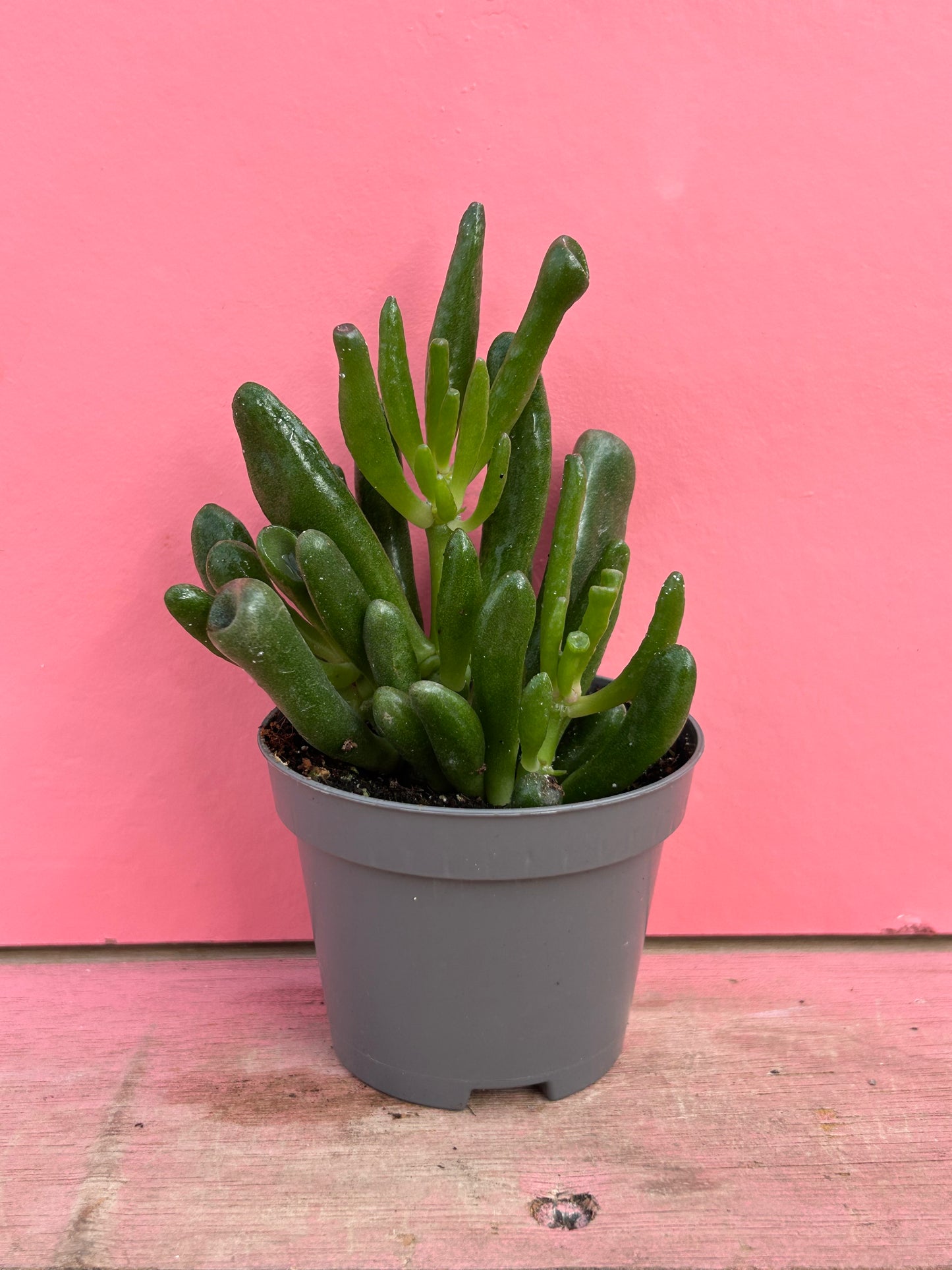 Crassula coral