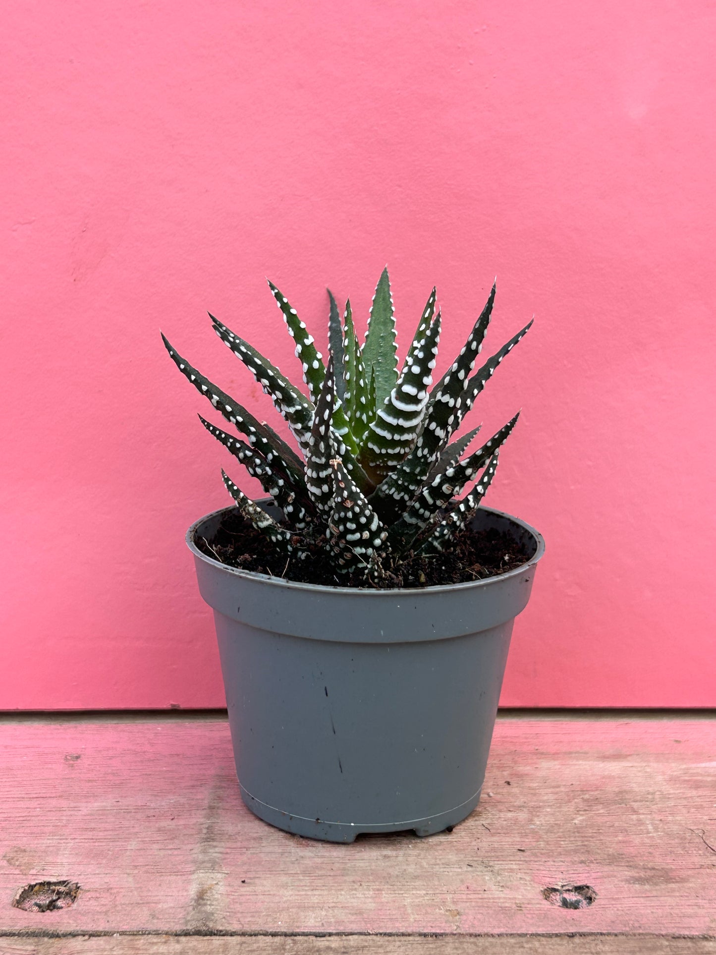 Haworthia 'Big Band'