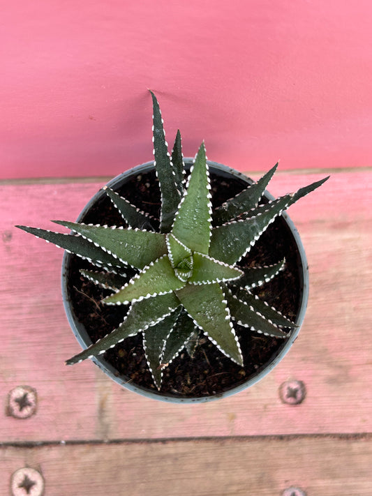 Haworthia 'Big Band'