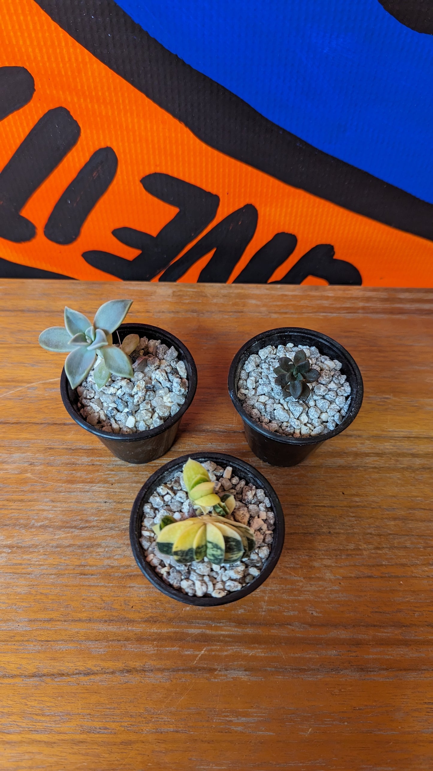 Succulent baby plant bundle (4cm pots x3)