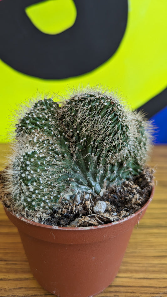 Neobuxbaumia polylopha cristate