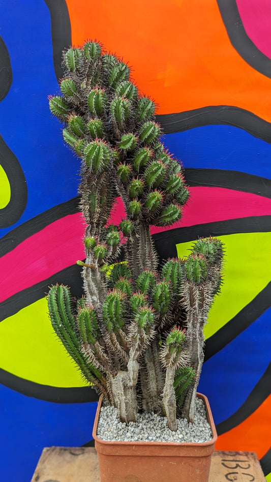 Euphorbia heptagona XXL (084)