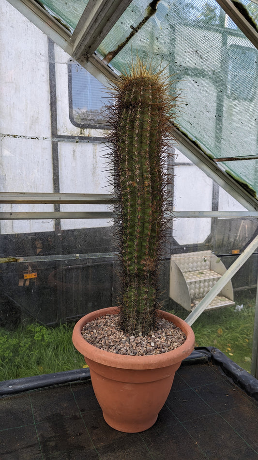 Echinopsis XL (091)