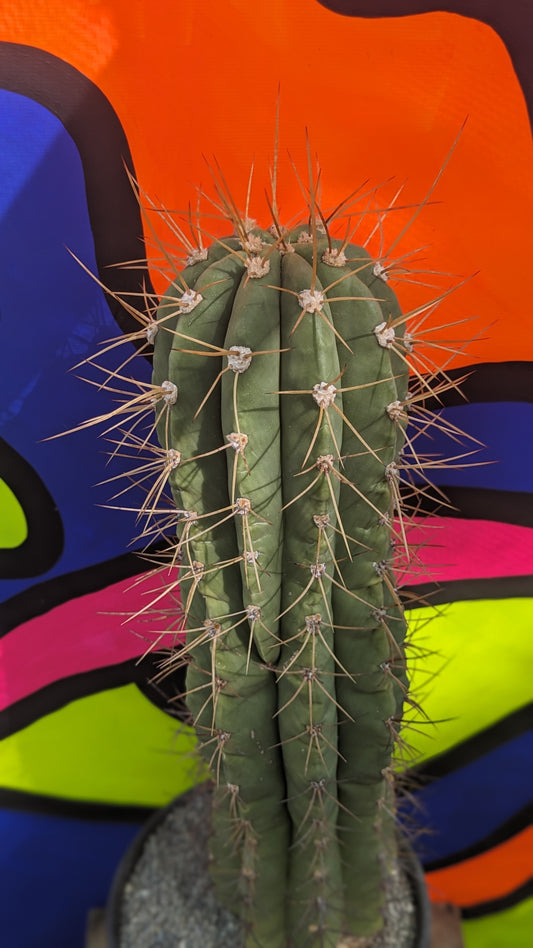 Trichocereus terscheckii (101)