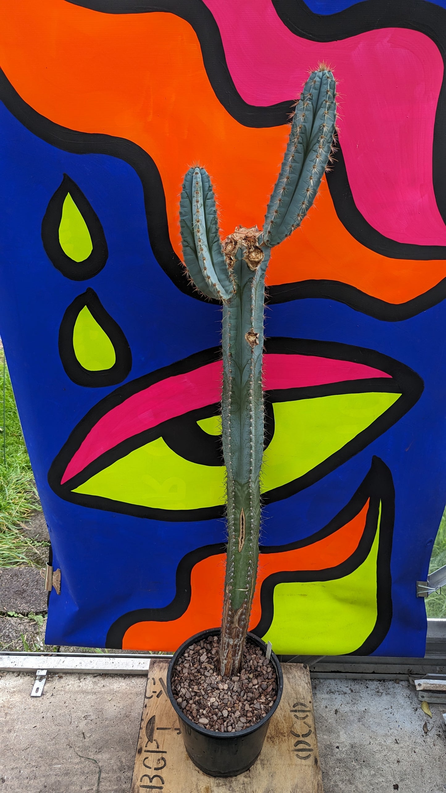 XL Pilosocereus azureus 'Blue Torch Cactus' in terracotta (173)