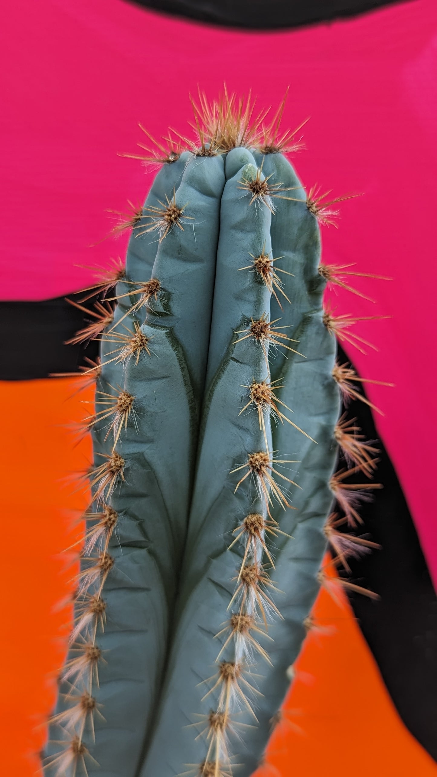 XL Pilosocereus azureus 'Blue Torch Cactus' in terracotta (173)