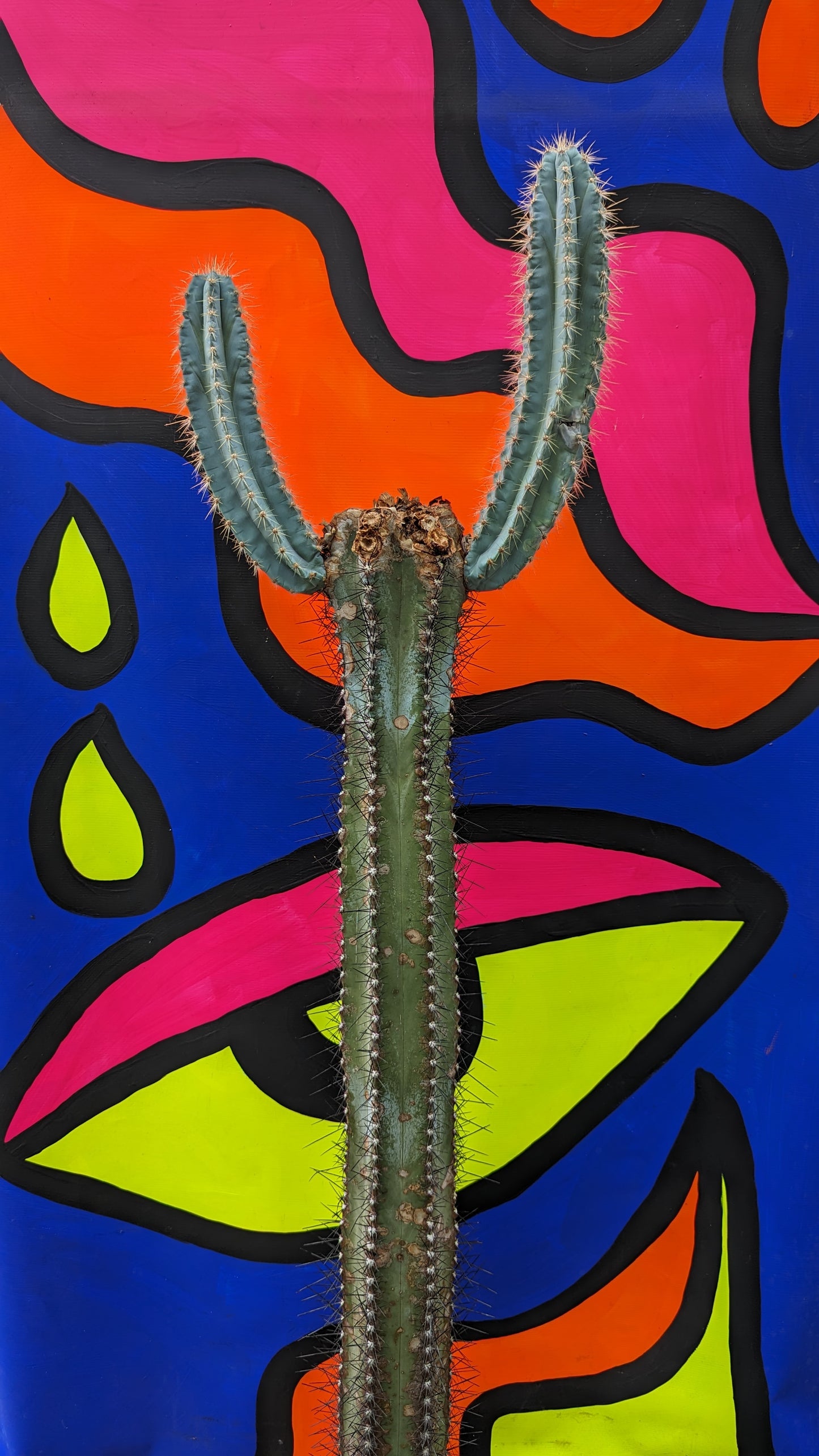 XL Pilosocereus azureus 'Blue Torch Cactus' in terracotta (174)