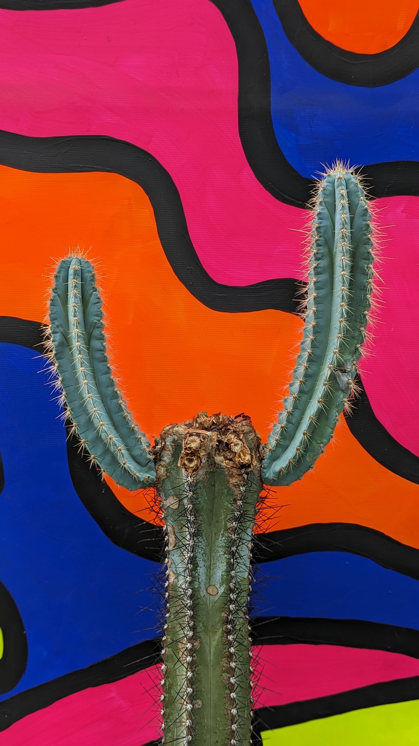 XL Pilosocereus azureus 'Blue Torch Cactus' in terracotta (174)