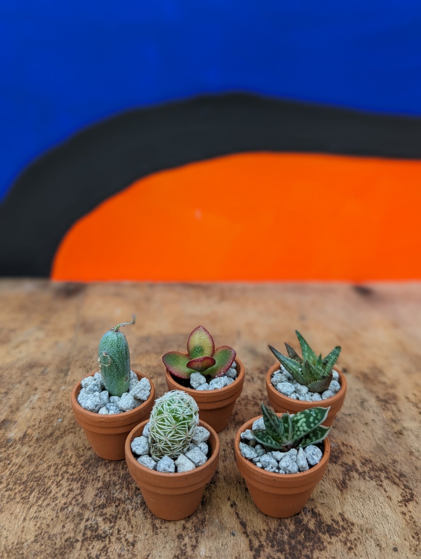 Teenie terracotta mixed pack (3 plants)