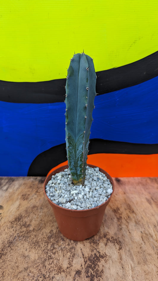 Myrtillocactus geometrizans 'Blue Myrtle Cactus' (195)