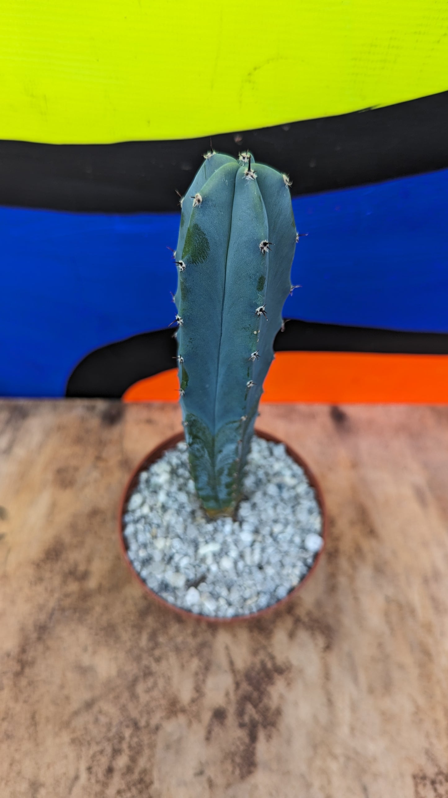 Myrtillocactus geometrizans 'Blue Myrtle Cactus' (195)