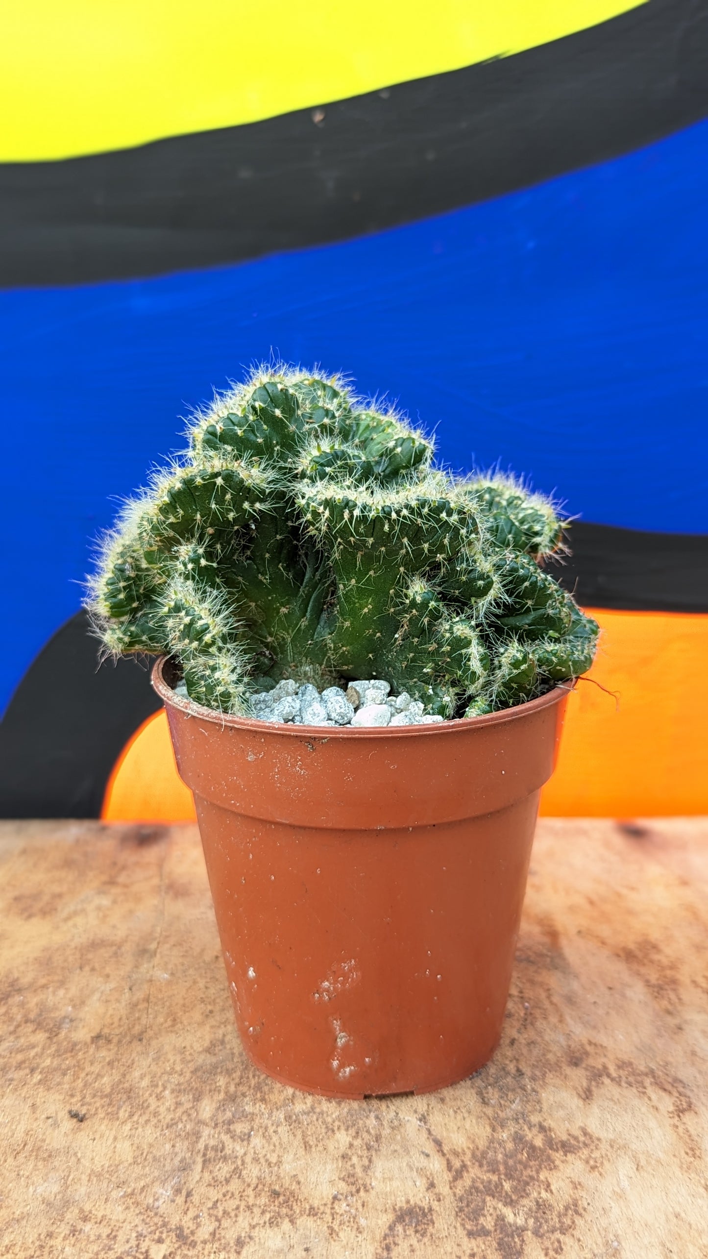 Cylindropuntia cylindrica cristate (248)