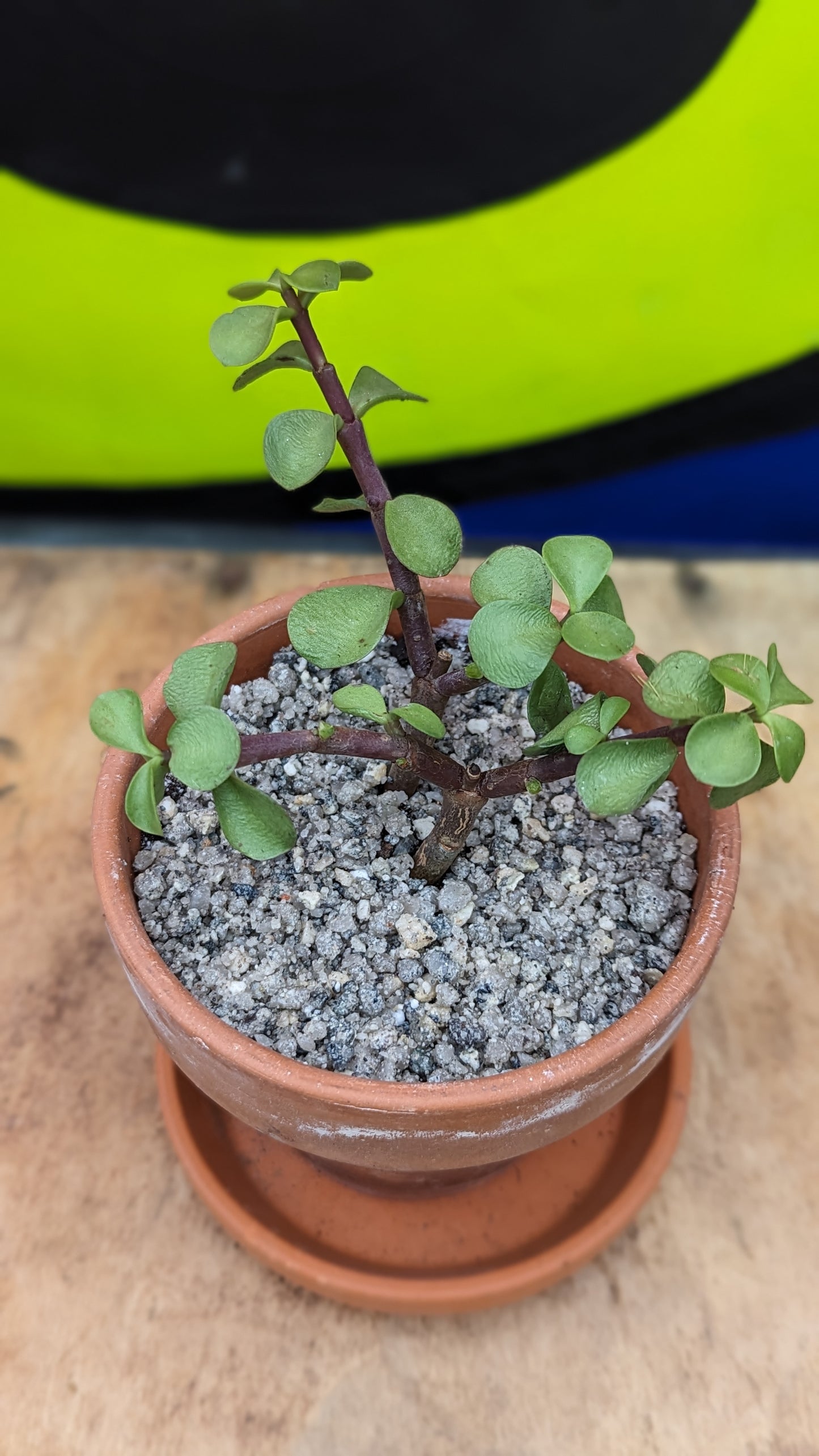 Mini Bonsai Portulacaria afra 'Elephant Bush'