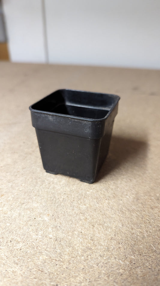 B.E.F. Growers Pot Black - 5.5cm (2 inch) Square