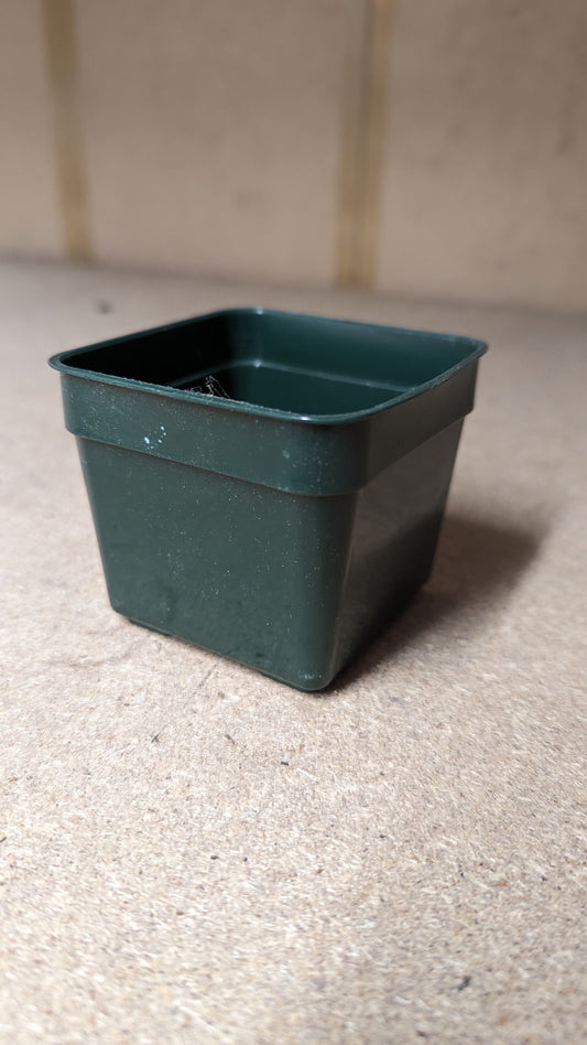 B.E.F. Growers Pot Green - 7.5cm (2 3/4 inch) Square