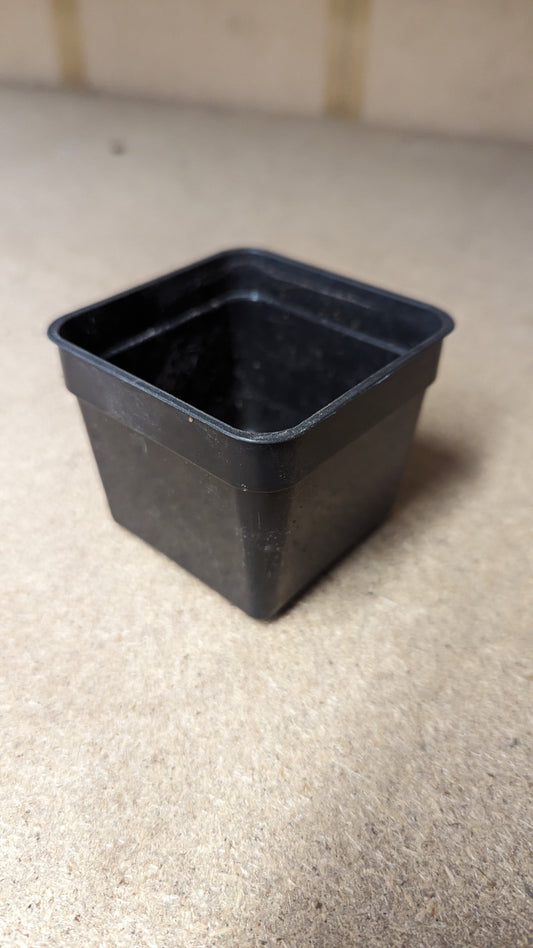 B.E.F. Growers Pot Black - 7.5cm (2 3/4 inch) Square