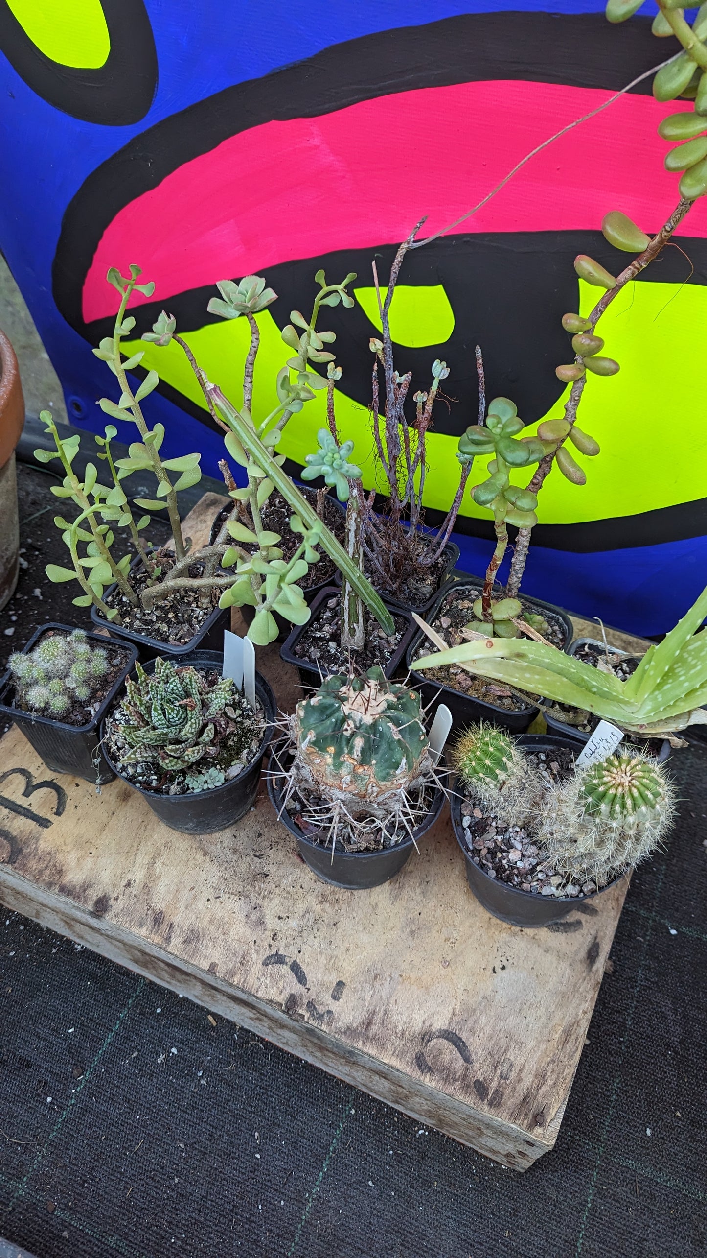 £2 Plant Box