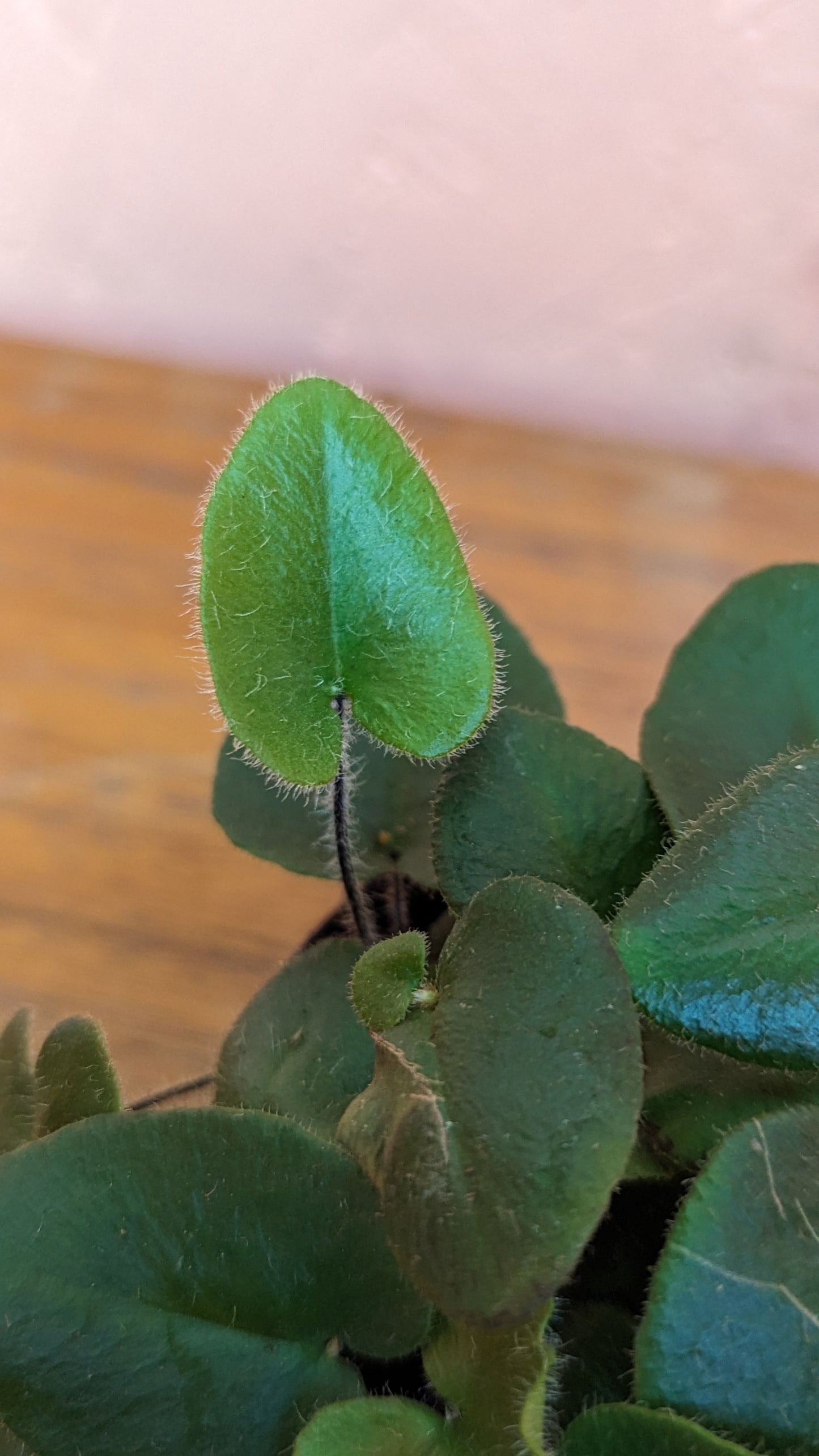 Hemionitis arifolia mini