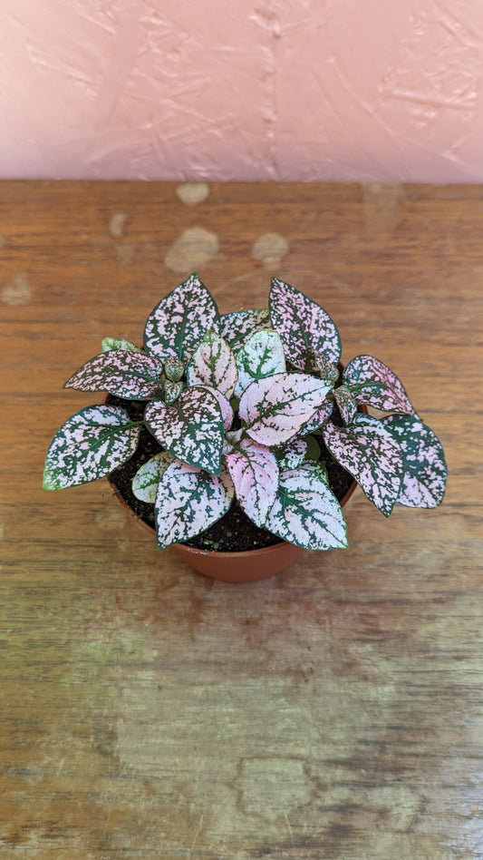 Hypoeste 'Polkadot Plant' pink