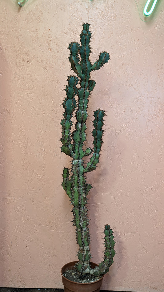 XL Euphorbia coerulescens
