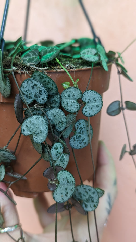 Ceropegia woodii 'string of hearts'