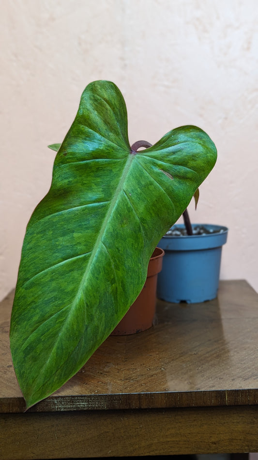 Philodendron painted lady pup