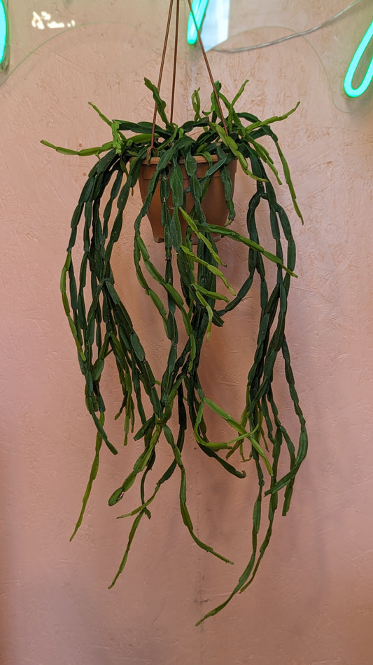 Rhipsalis paradoxa (not minor)