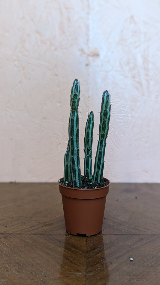 Senecio stapeliformis