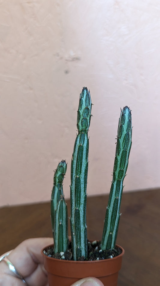 Senecio stapeliformis