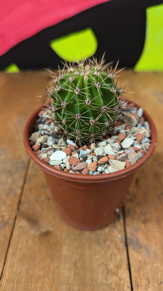 Echinopsis oxygona (016)