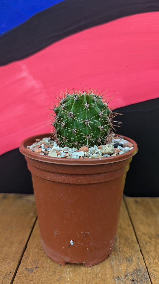 Echinopsis oxygona (016)