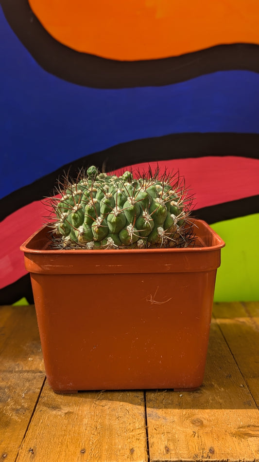 Echinocactus ingens (034)