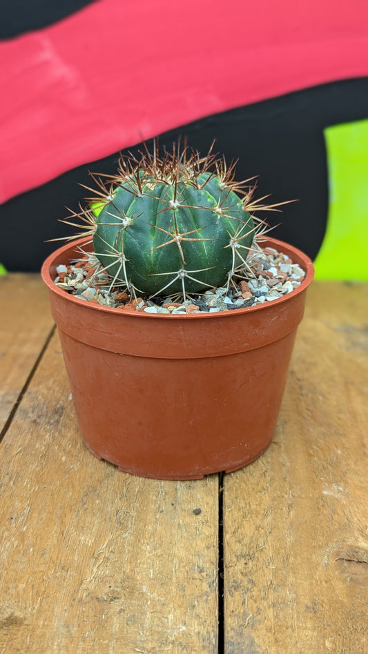 Melocactus matanzanus (094)