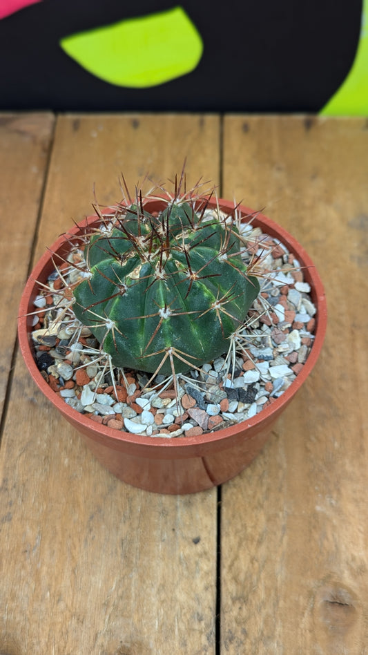 Melocactus matanzanus (094)