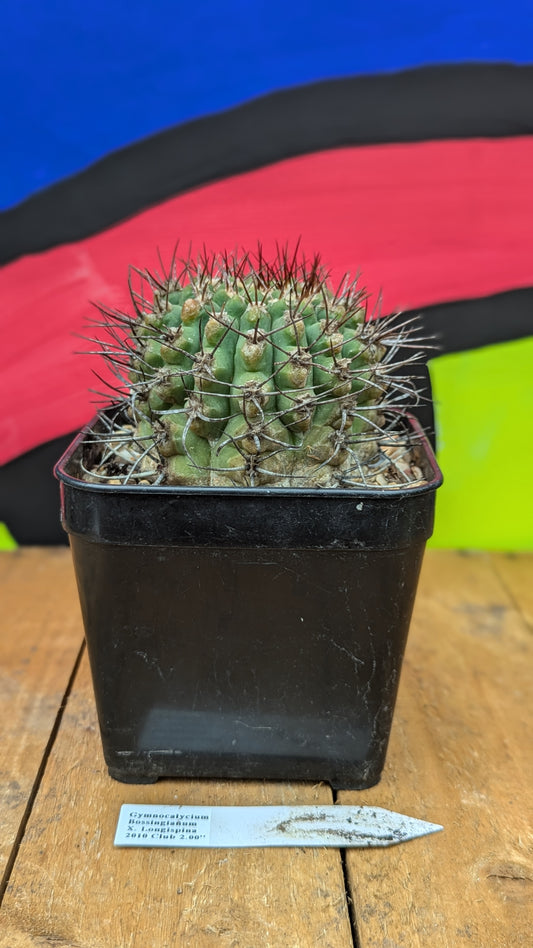 Gymnocalycium bossingianum x longispina (097)