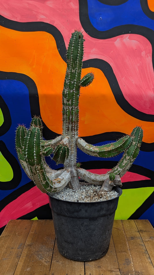 Euphorbia echinus (130)