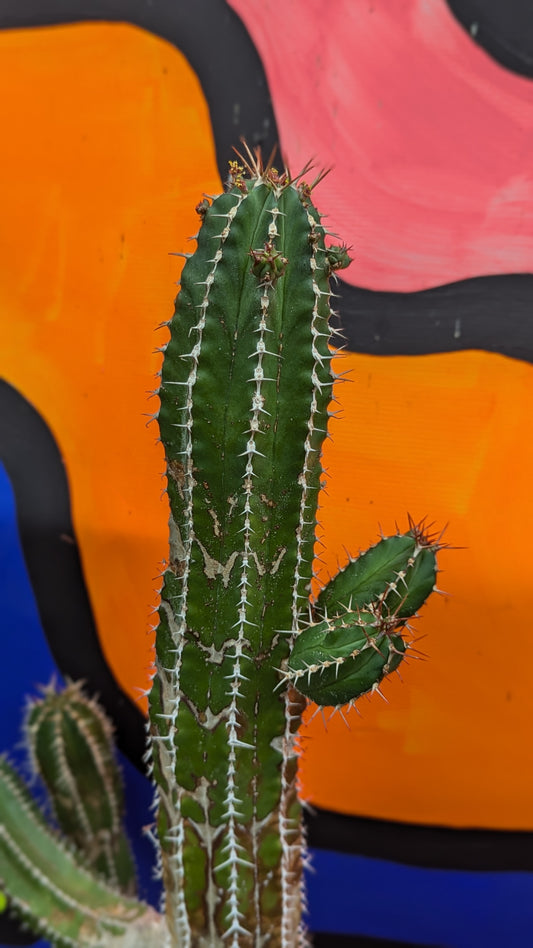 Euphorbia echinus (130)