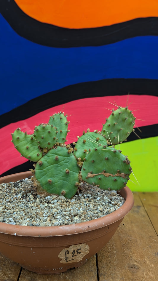 Opuntia species (144)