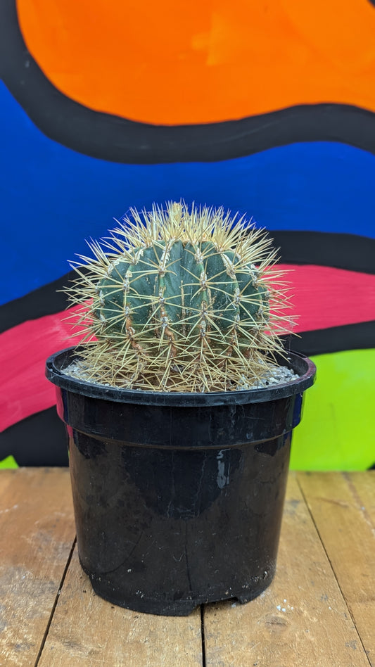 Ferocactus alamonsanus (181)